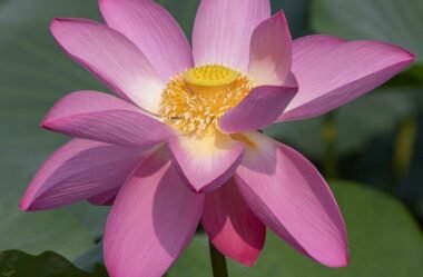 Como melhorar o wifi do celular motorola