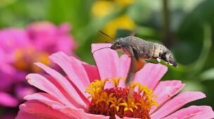 Melhor iptv para celular