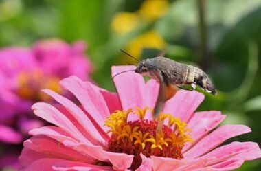 Melhor iptv para celular