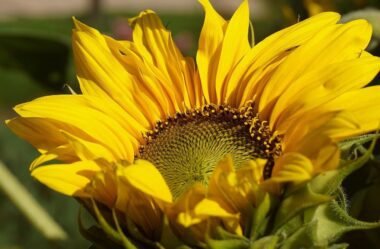 Qual o melhor aparelho para espelhar celular na tv